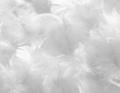 Oreiller Pour Hôtel 5 étoiles 65x65 Cm Percale Blanc Palace -Literie Magasin oreiller pour hotel 5 etoiles 65x65 cm percale blanc palace 3701030134419 1238662